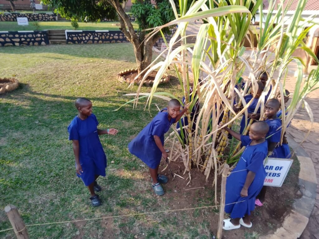 Social Studies and Environmental Education Department